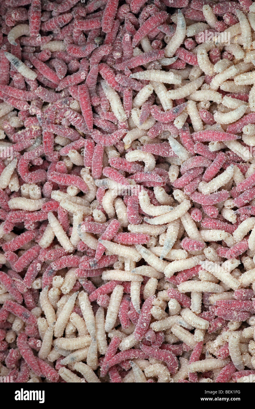 Maggots pint