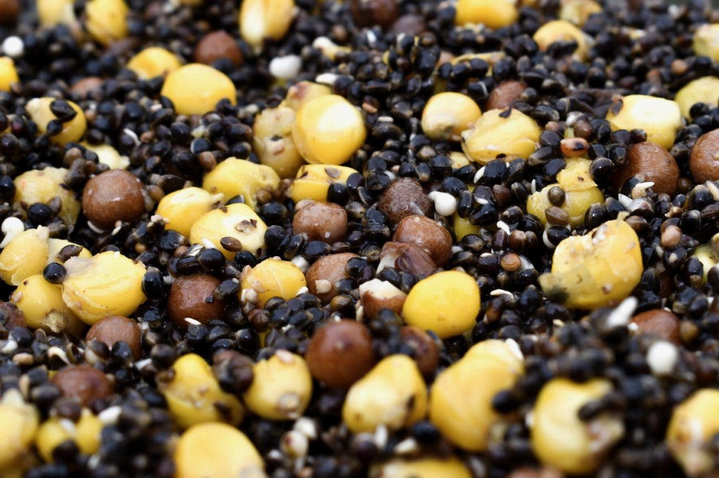 Hemp & Maize & Maples